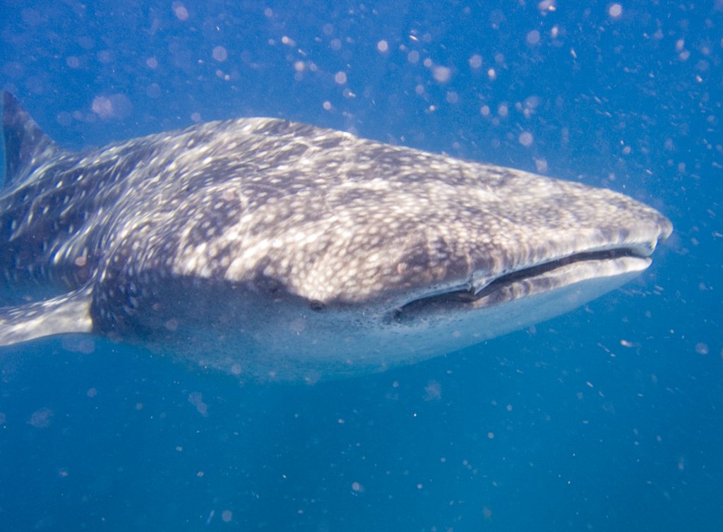 A whale shark swimming in blue water off Tofo, Mozambique