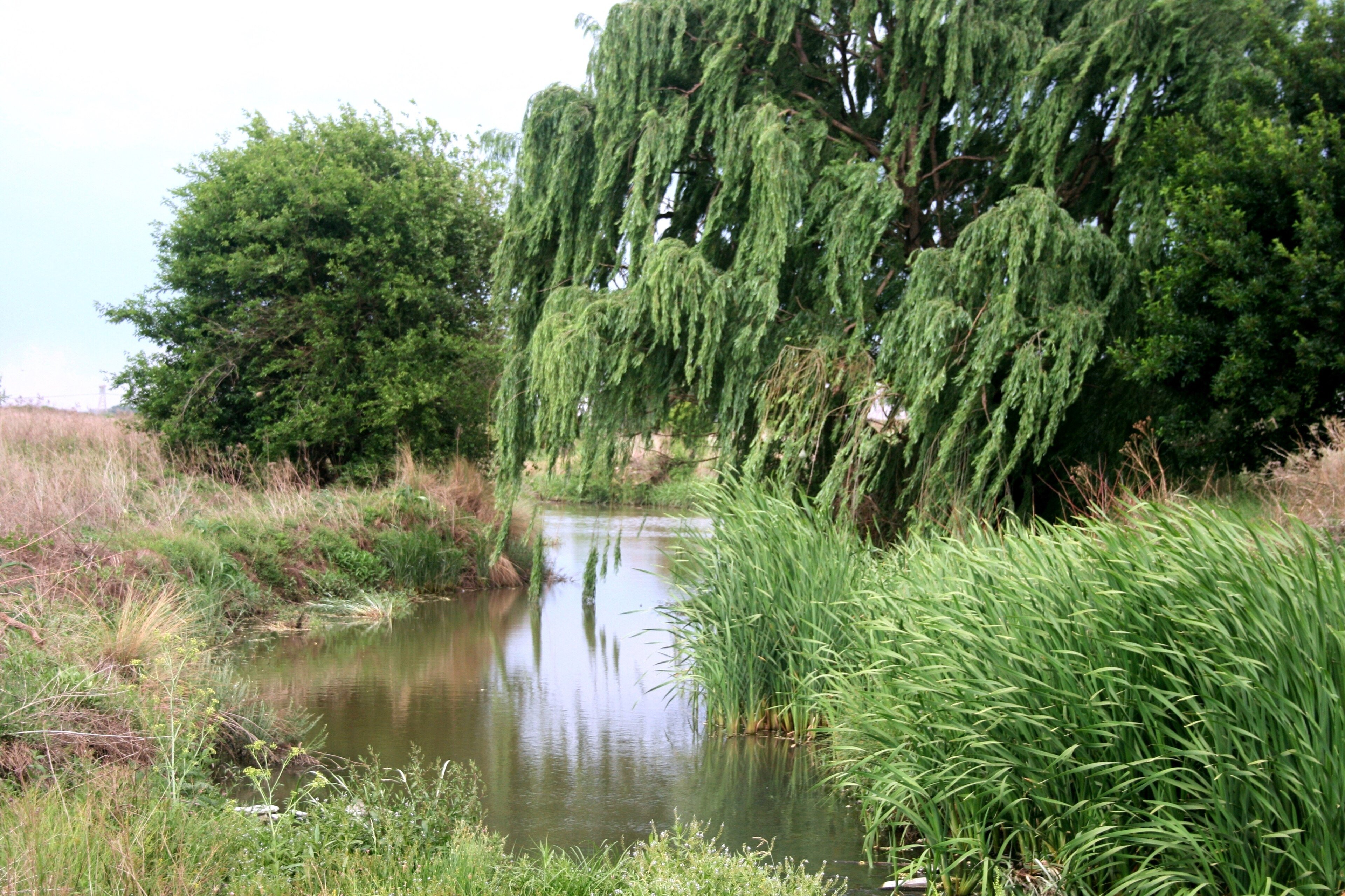 The Bronkhorst Spruit river flowing through eastern Gauteng