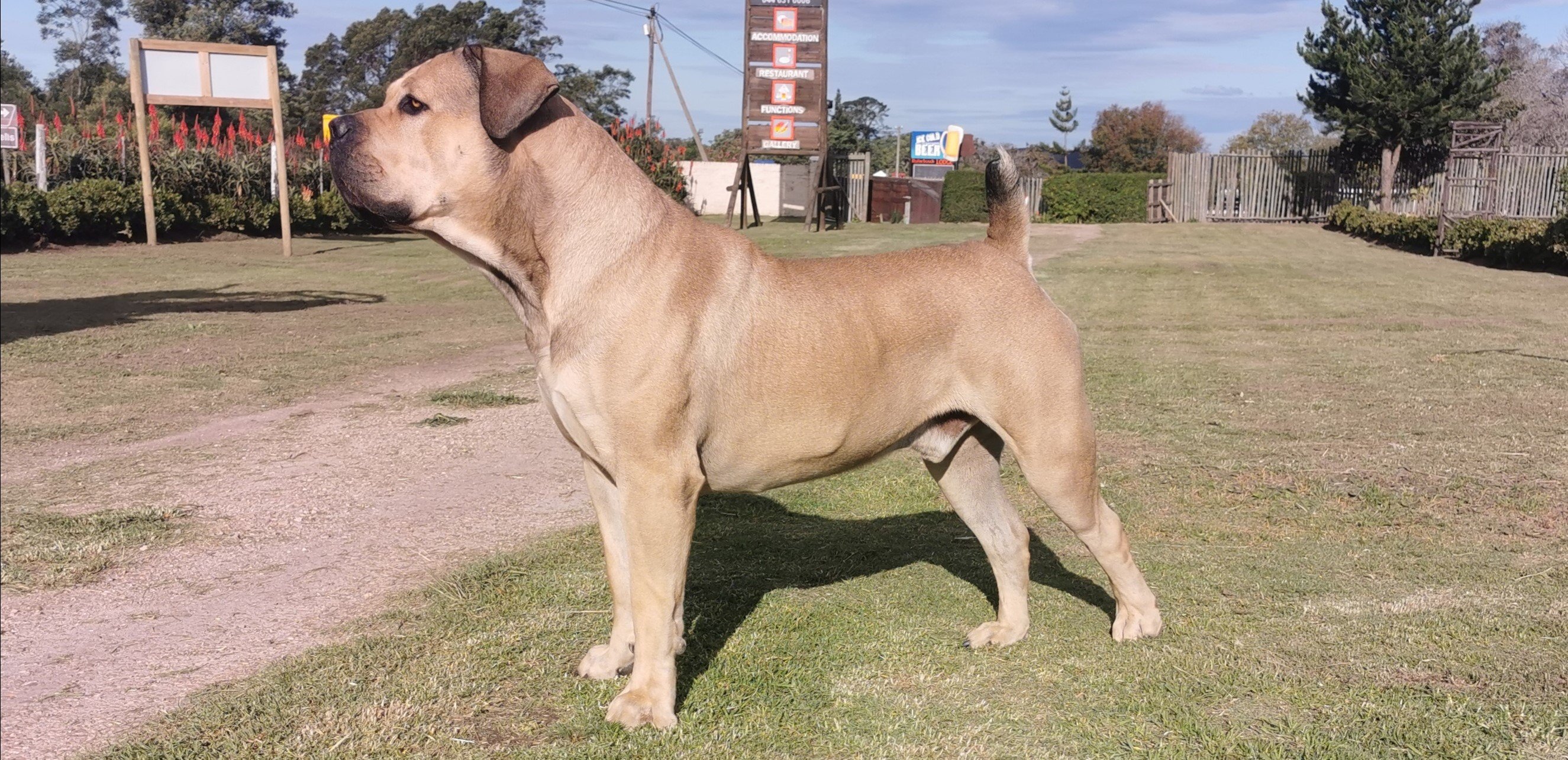 A Boerboel, the large South African mastiff breed
