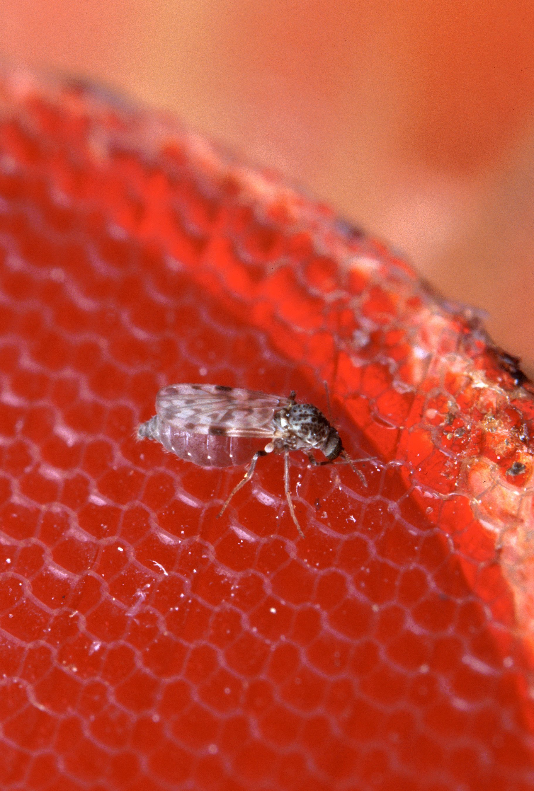 A female biting midge of the Culicoides genus feeding