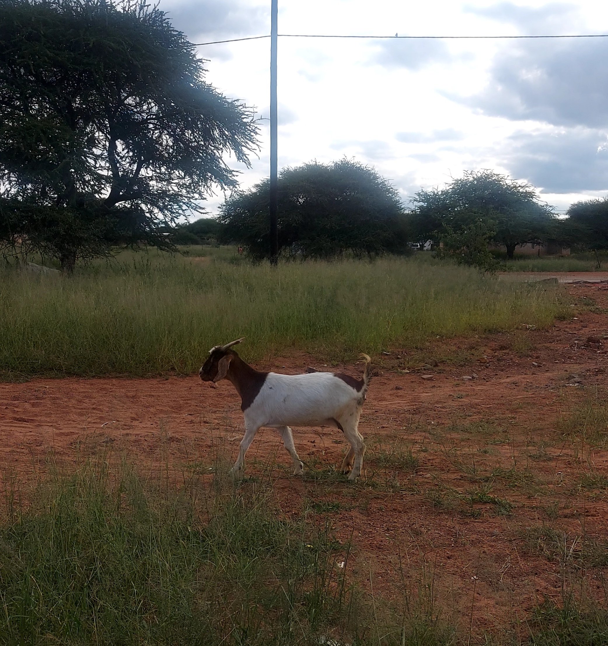 A goat grazing in a field