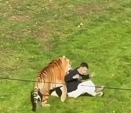 A still from video showing a tiger and a man on the grass inside the tiger enclosure at Yorkshire Wildlife Park