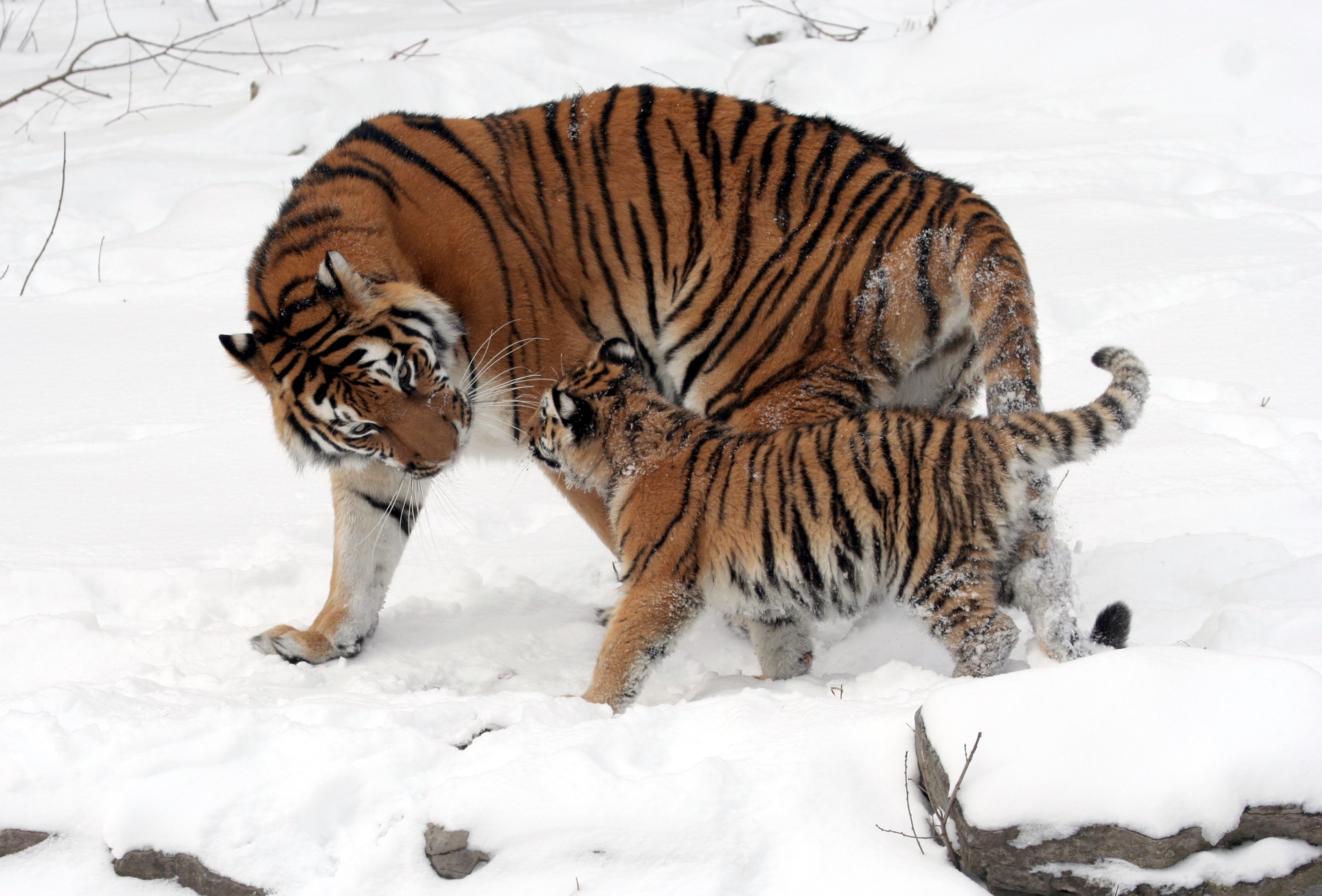 An Amur tiger resting